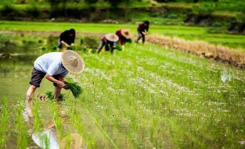 農(nóng)業(yè)消泡劑應用場景